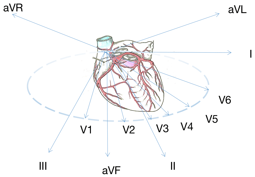 冠状动脉分布与心电导联轴的对应关系61 左钝缘支(lcx 分支)61