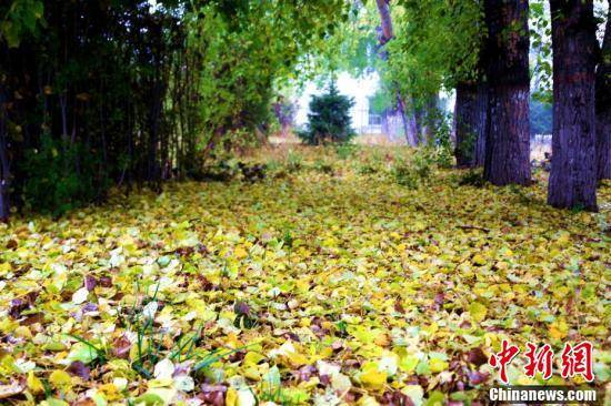 新疆昭苏高原迎来一年“最美秋色季”