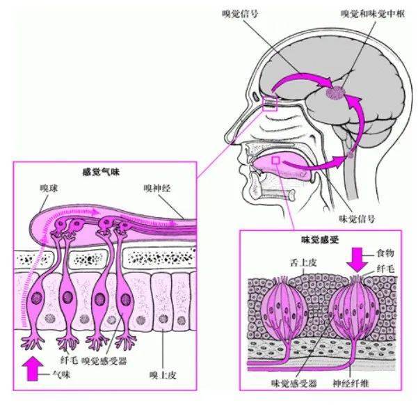 通过嗅觉进行的味道辨识