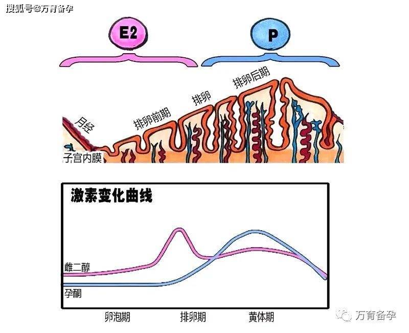 04孕激素p由卵巢的黄体分泌的孕激素,主要功能是抑制子宫收缩,使子宫