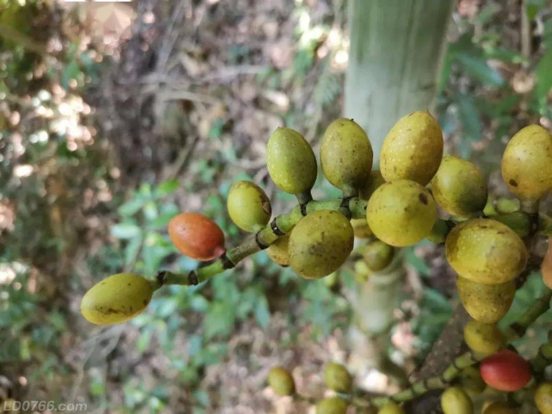 剥节子,也叫剥壳藤子,买麻藤等,多生长在林中,以福建和广东最为常见