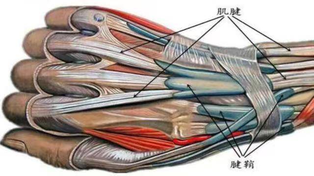 为了防止弓弦现象和肌腱在手指头,骨的位置发生偏移,所以就需要在肌腱