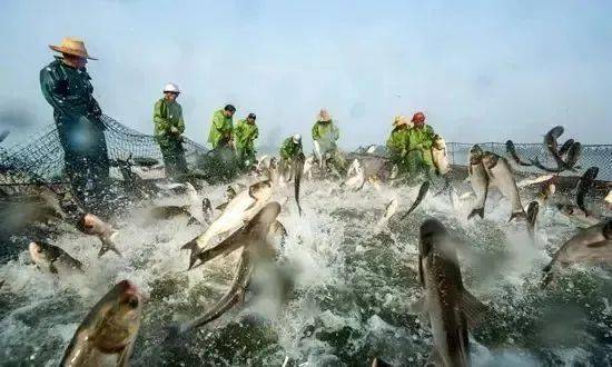 【市县看点】新余：仙女湖有机鱼助力赣菜进京