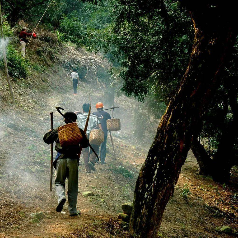 东阳味道丨一点生春流齿颊,榧香千年绕江湖_香榧_苏轼_郑仅