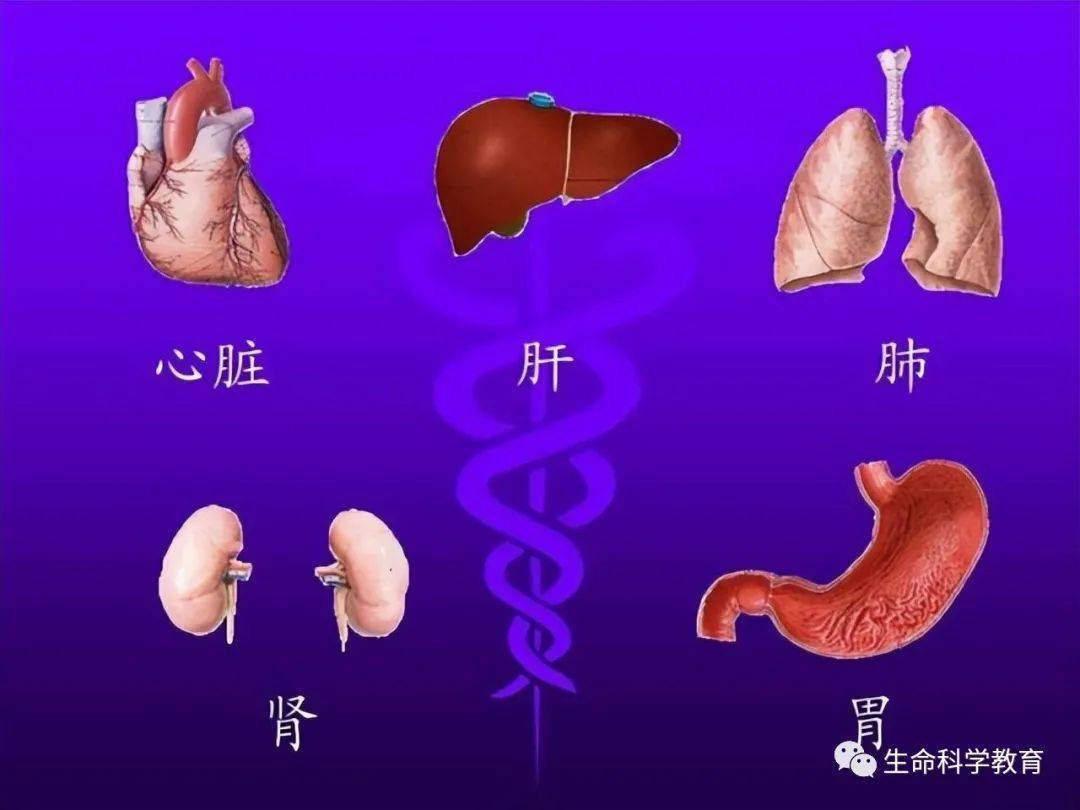 内的器官都是不可缺少的，比如大脑，心脏，肝脏，胃部，肺部，肝脏等。除了这几大类之外，还有一些比较细小