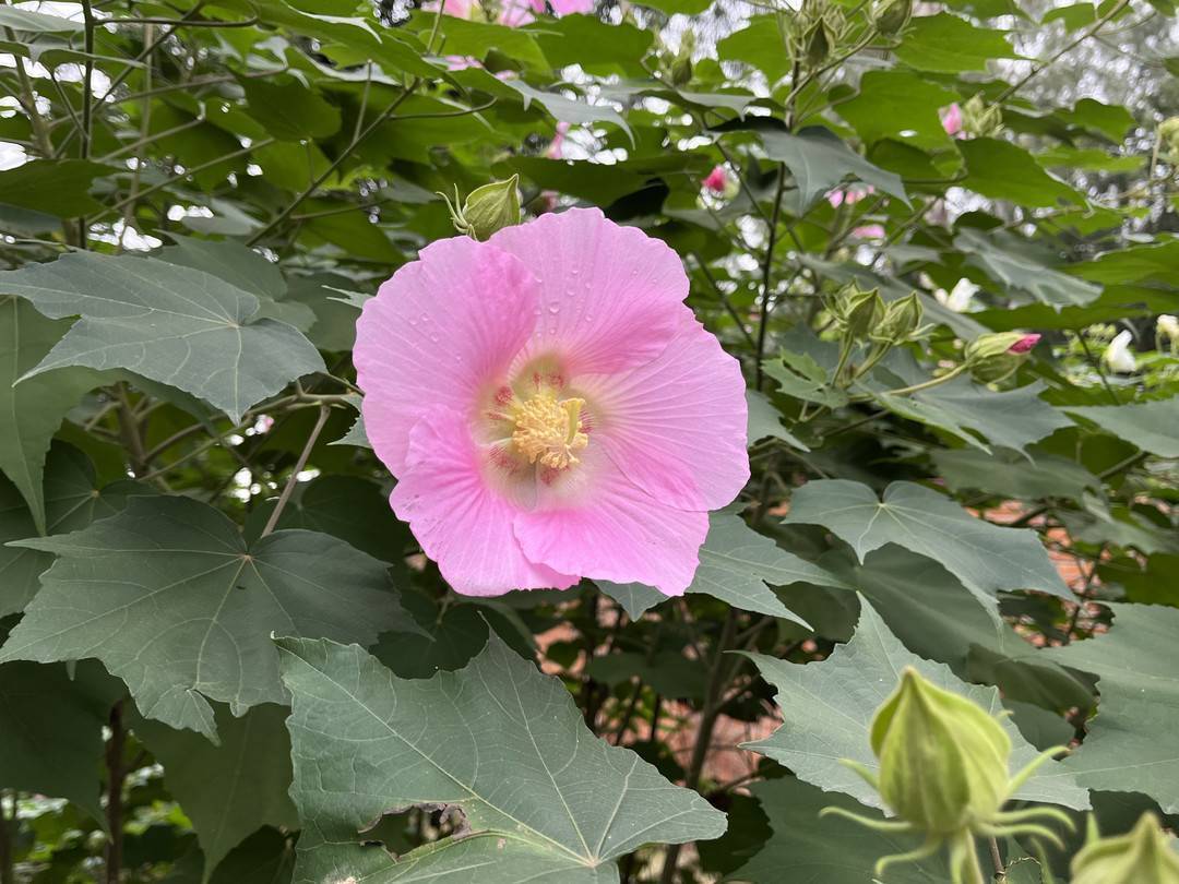 知识和美可兼得 赏芙蓉攻略就在这儿｜国庆进阶计划