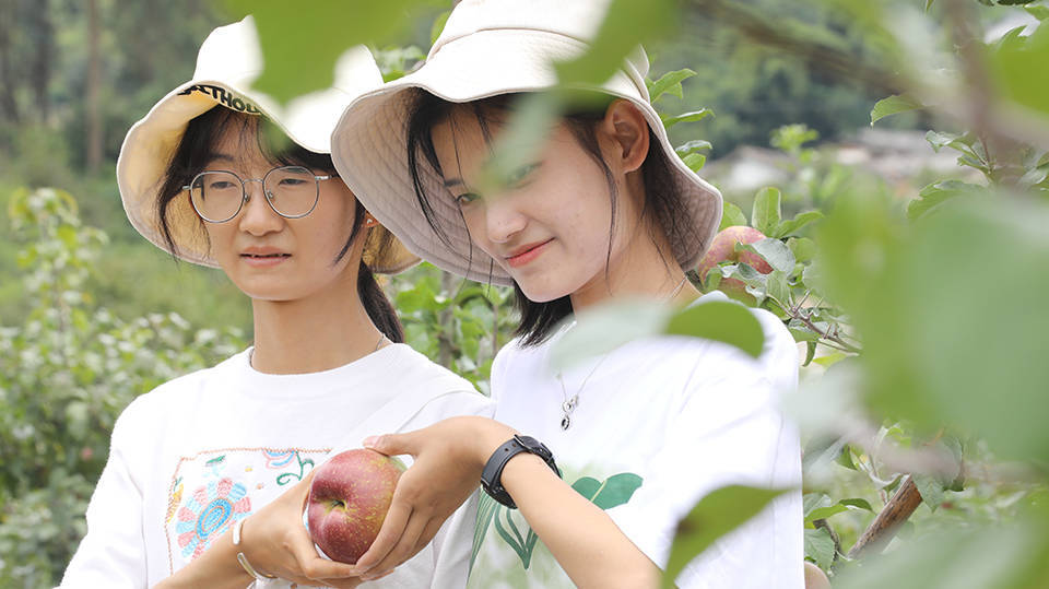 施甸:喜获绿色食品认证 高山苹果生态又香甜_老麦乡_游客_品种