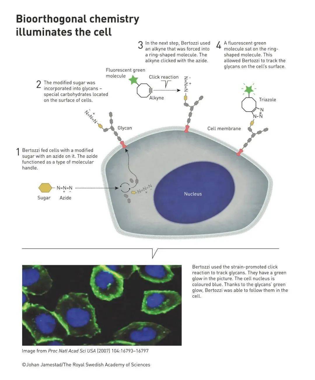 生物正交化学项目在加州伯克利大学诞生