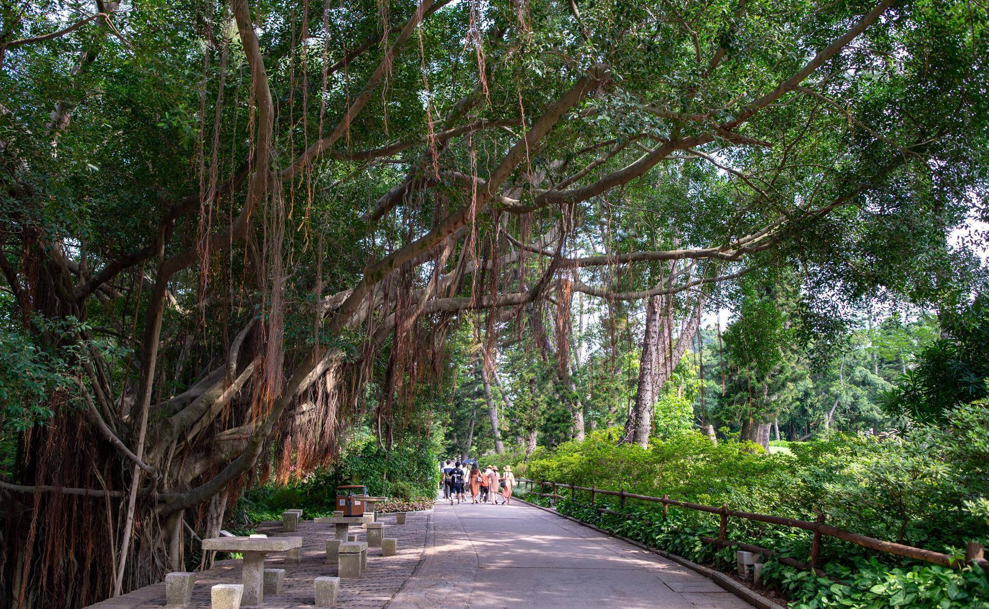 福建第一个植物园，藏有“仙气十足”的雨林世界，如今是网红景点