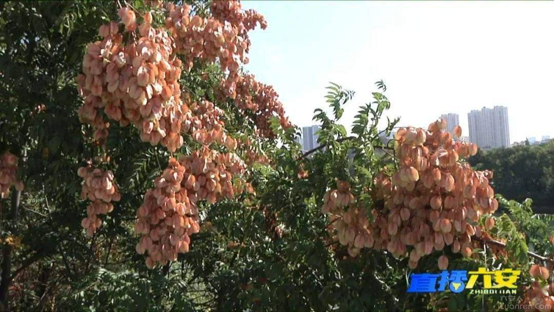 “小灯笼”挂满枝头，栾树抢占六安道路景观“C位”