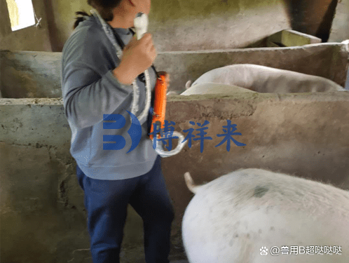 影响猪用b超妊娠诊断准确性的注意事项_母猪_胎儿_检测