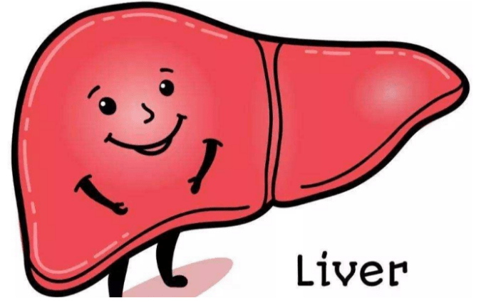 这5物可帮助肝恢复"婴儿肝"状态,它是一个修复肝"加速器"_肝脏_养肝