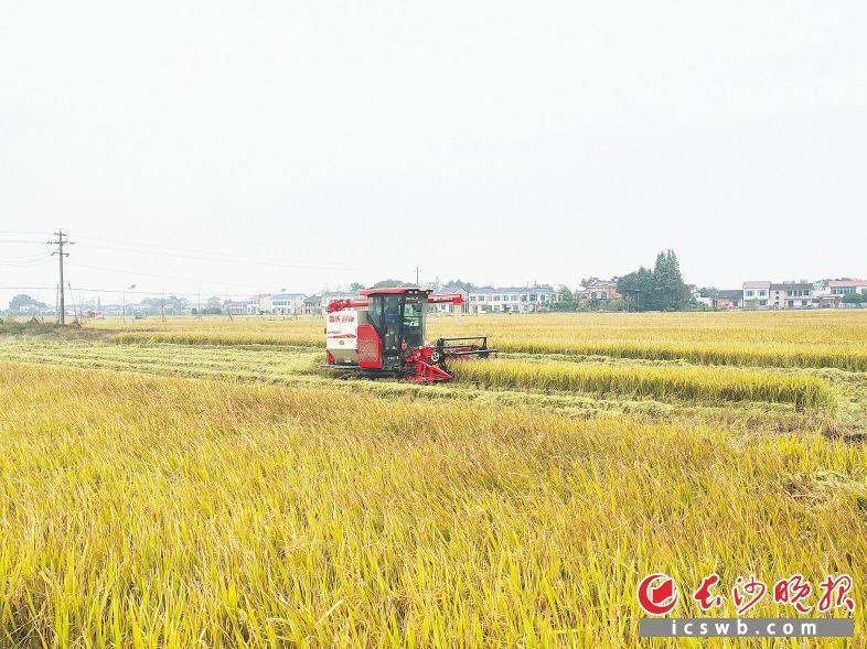 高产!平均每亩586公斤  第1张 高产!平均每亩586公斤  第1张