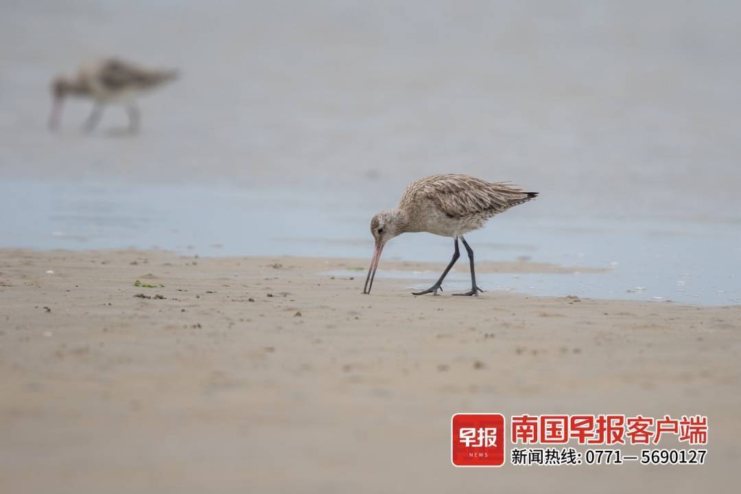 师旭摄据公开资料显示,今年10月,一只斑尾塍鹬刷新了鸟类单次飞行纪录