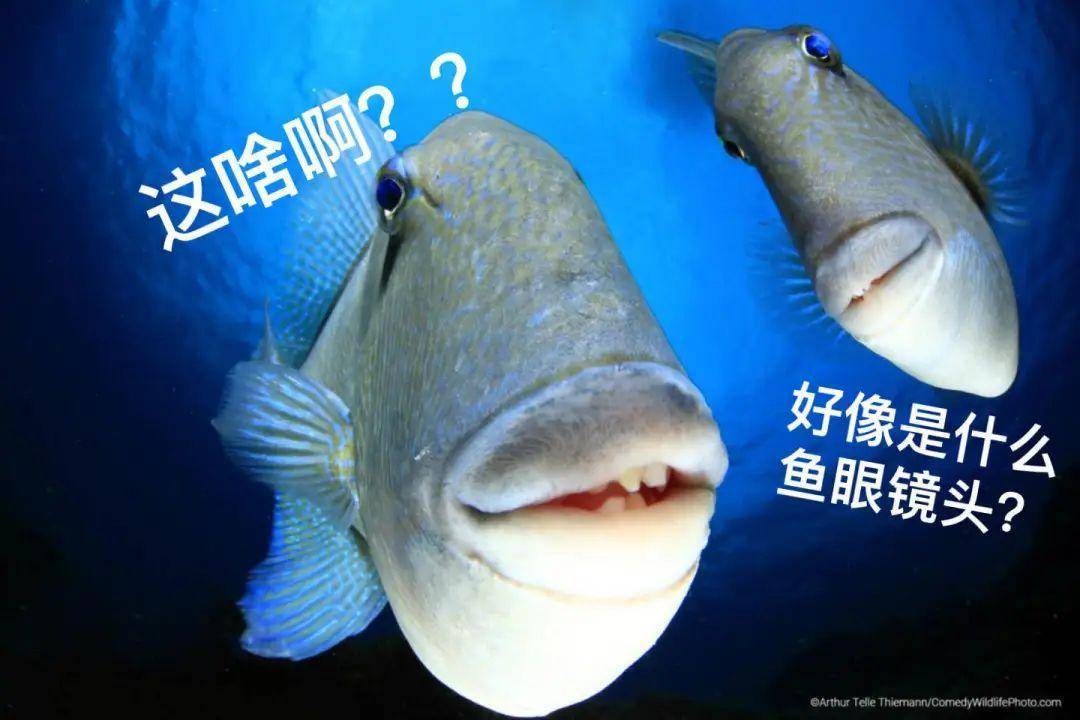 原创
2022沙雕动物照片大公开!网友笑疯了:每张都是表情包哈哈哈哈
