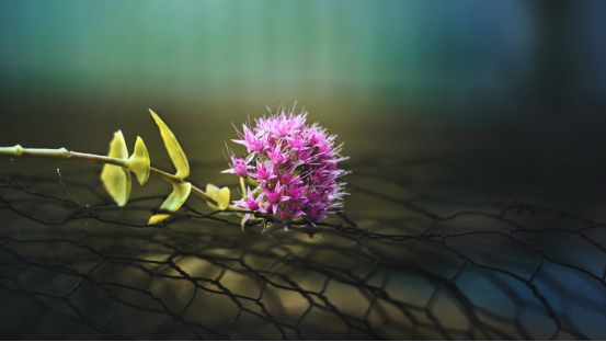 再等1211天,四大生肖横财喜事齐聚家门,再结连理,财气大利 再等1211天,四大生肖横财喜事齐聚家门,再结连理,财气大利