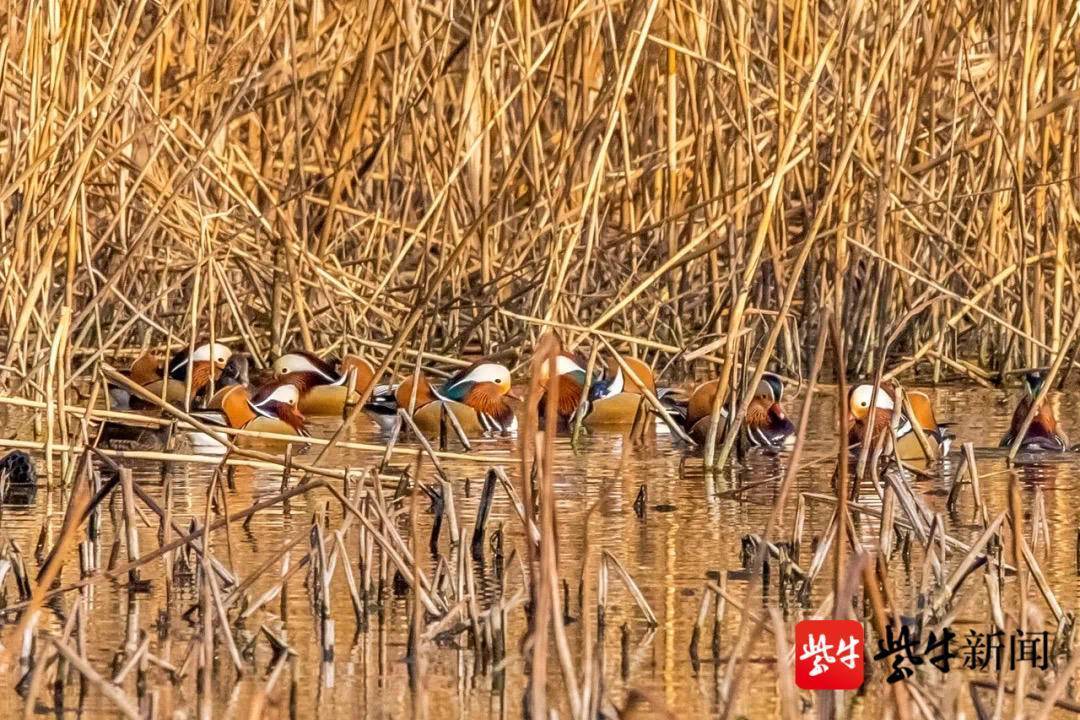 第一批越冬鸳鸯飞到南京玄武湖_原生态_景区