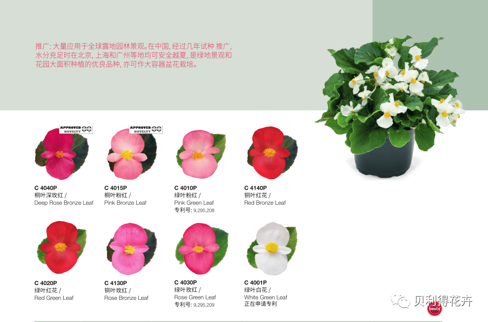 【精选耐热型品种】杂交秋海棠 超大花朵+超饱和花色=超等销量
