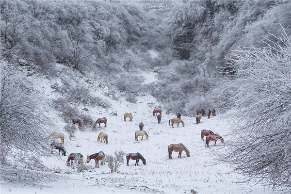 重庆迎断崖式降温，仙女山浪漫雪景已“打包”急待发货