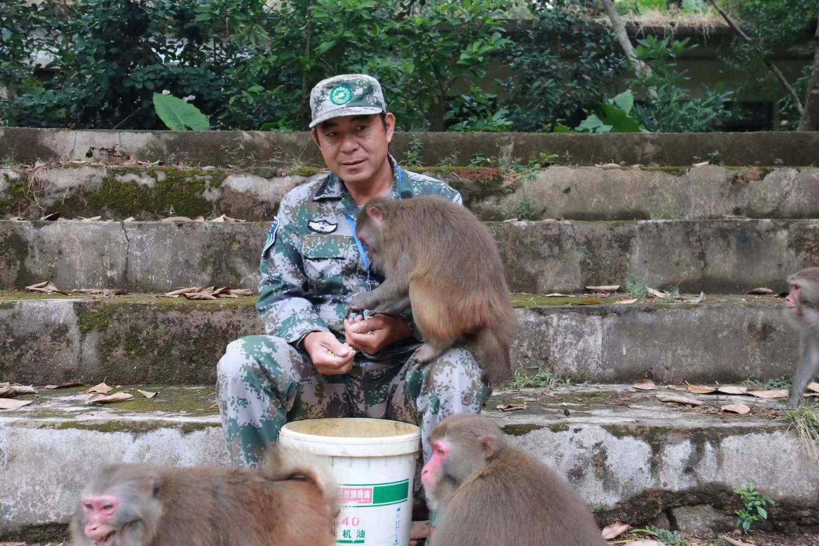 守岛33年：“猴爸爸”刘清伟和他的1300只猕猴