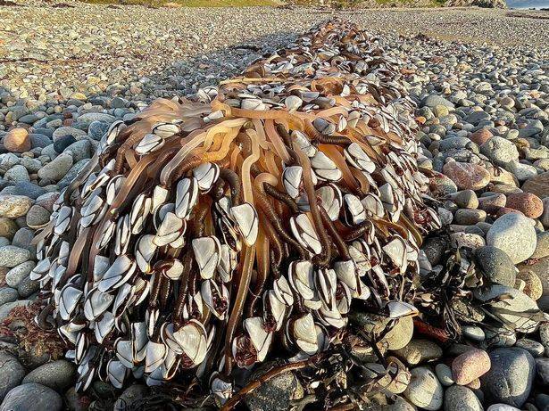 男子在英国海滩发现罕见海洋生物 每公斤售价超80英镑