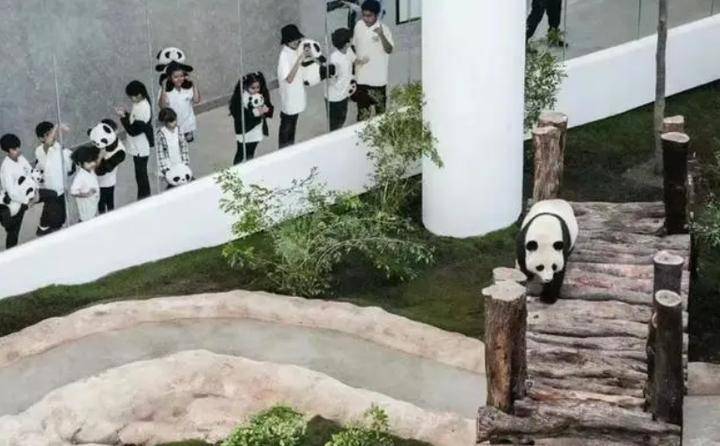 旅居卡塔尔的中国大熊猫听不懂外语，卡塔尔饲养员苦练四川话