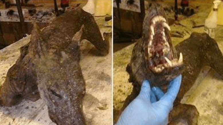世界罕见生物_世间罕有生物_苏泊罕大草原有湖吗