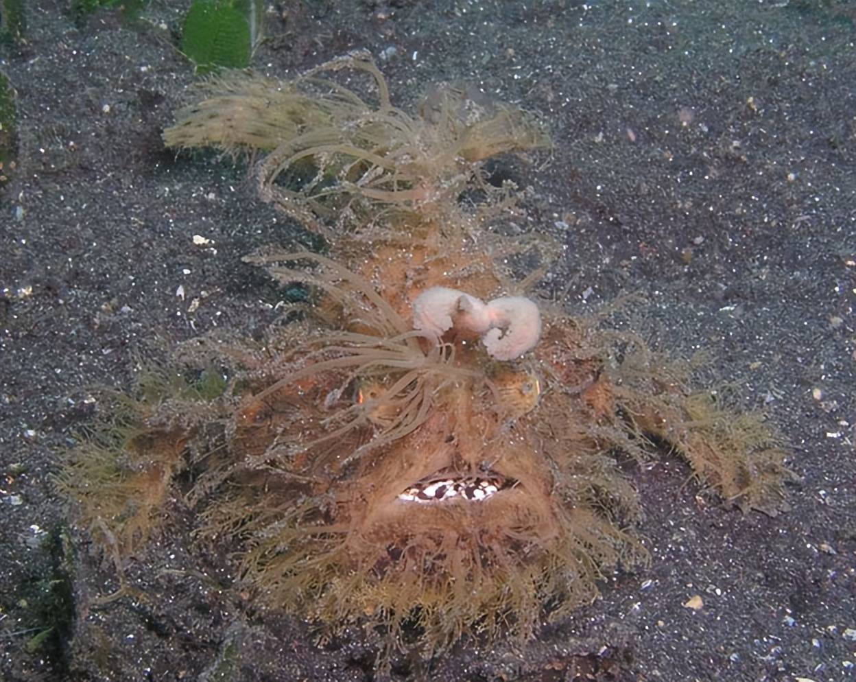 世间罕有生物_世界罕见生物_苏泊罕大草原有湖吗