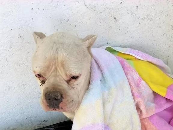 原创
  流浪狗用垃圾袋当床,这让女人很伤心,她每天都在门口等着领养 第7张 原创
  流浪狗用垃圾袋当床,这让女人很伤心,她每天都在门口等着领养 第7张