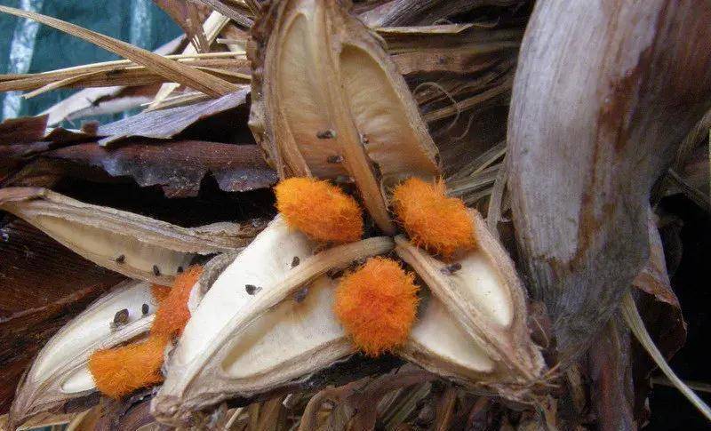 大鹤望兰的假种皮。图片：max nathans / flickr这可能是一个更加曲折更加古老