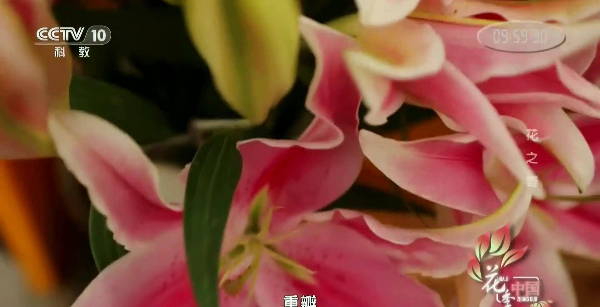 纪录片花季中国2 花之奇 自然界进化的秘密_昆虫_花朵_睡莲