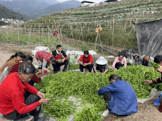 "刚刚从北京参加完党的二十大回到马边的党代表立克拢拢正深入田间地