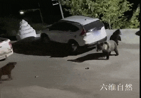 原创勇敢狗子不怕危险！面对偷袭羊群的独狼，不到1岁的藏獒将其打跑