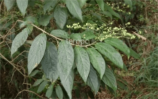 植物非试管高效快繁技术快繁长管大青
