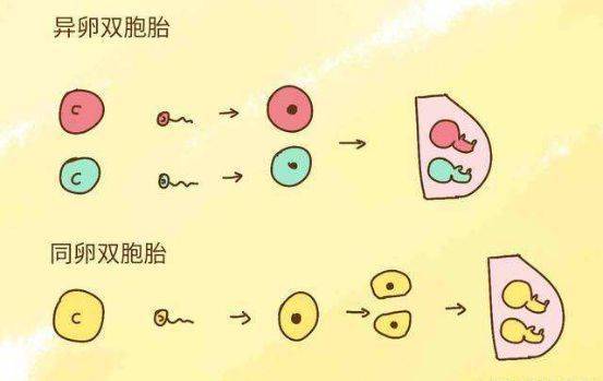 这样备孕，怀双胞胎的几率很大！