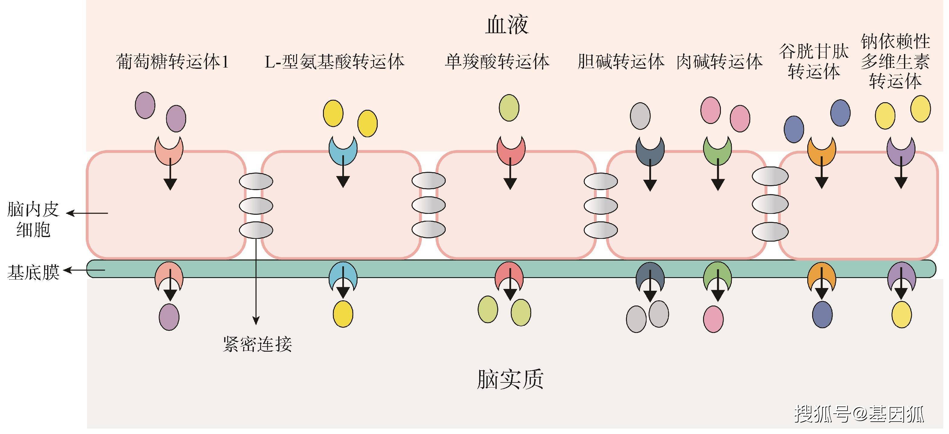 星形胶质细胞中主要表达的slc家族有:有机阴离子转运蛋白家族slco,有