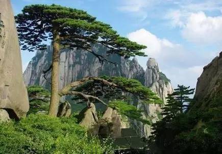 全球最出名的十五棵树，那是要成精的节拍