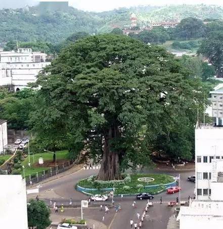 全球最出名的十五棵树，那是要成精的节拍