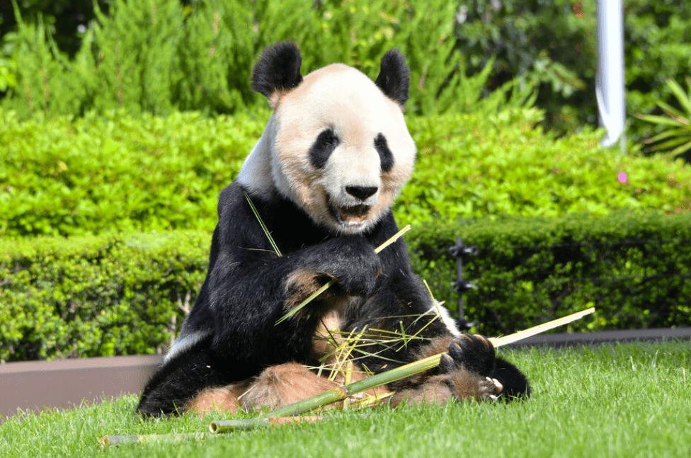 3只旅日熊猫明年返回中国 日本园区致谢：“永明”为中日合作研究做出巨大贡献