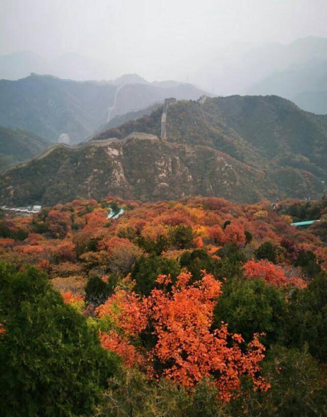 华为什么手机有红色
:北京秋色播报：秋天比每年来的早一些，长城脚下分外妖娆火红一片
