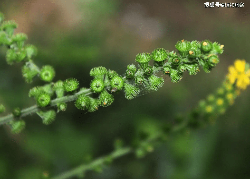 农村1种常见植物,人称龙芽草,仙鹤草,嫩叶可食用,价值