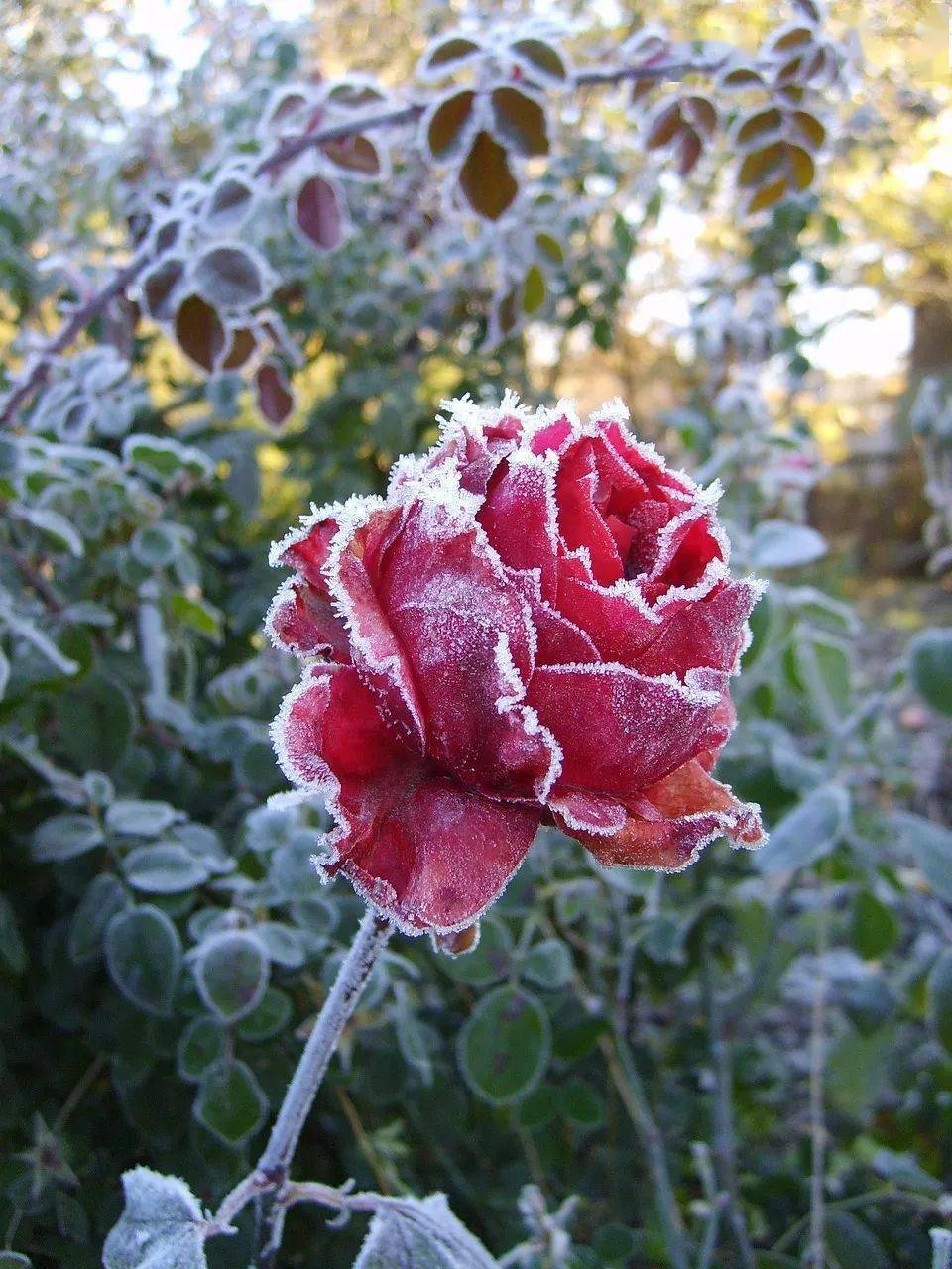 纯音乐《冻玫瑰》，带着雪花给你最美的问候