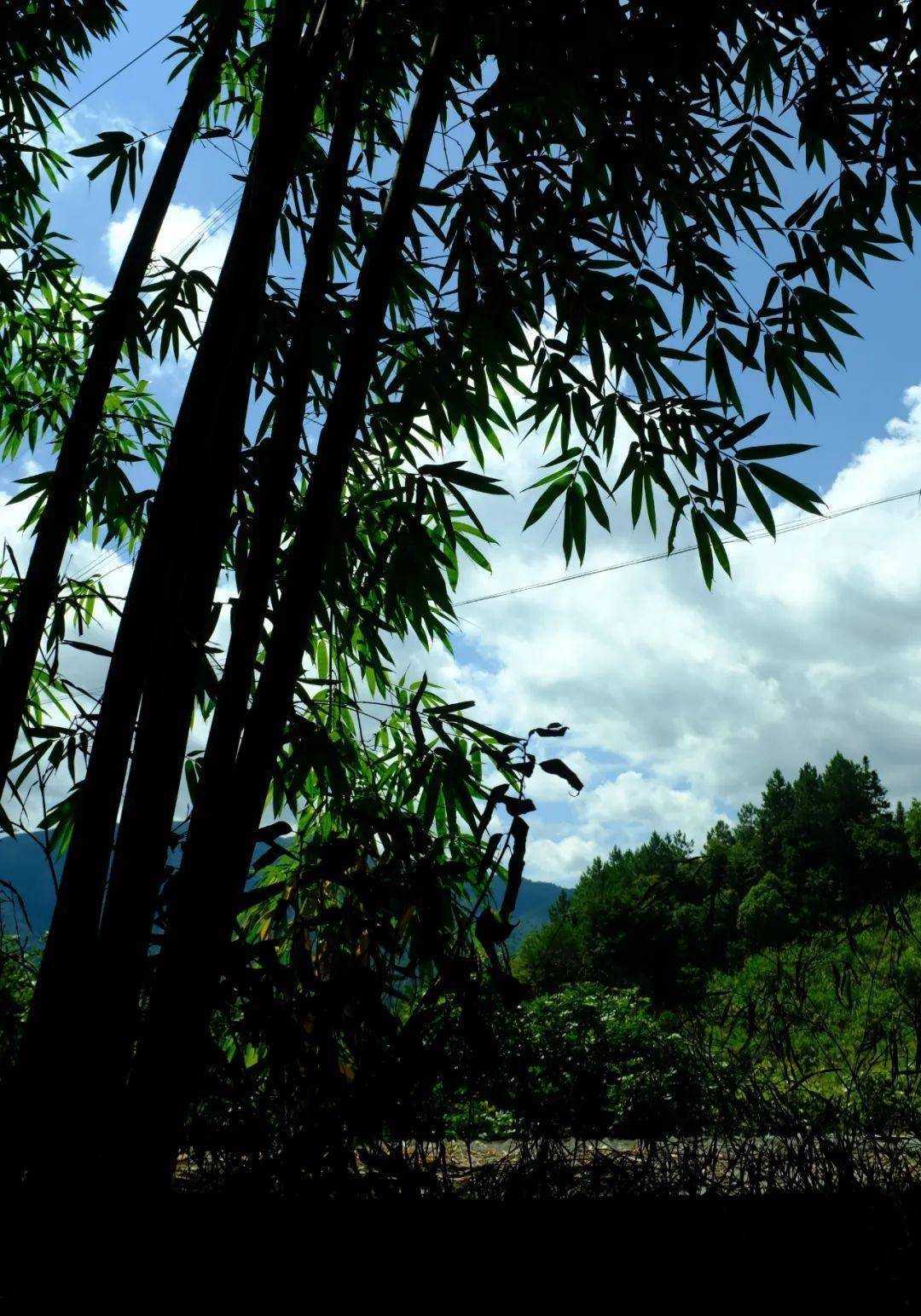 隐藏莆田大山中的千亩唐宋茶田，能否为福建贡茶的消费地？