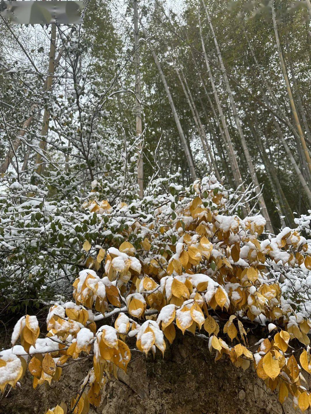 赤壁2023年第一场雪来啦！接下来的气候……