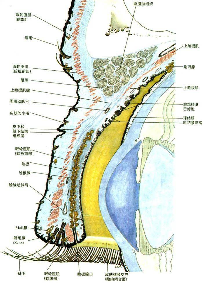 眼睛解剖图