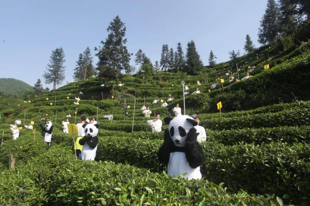 赏花品茗、果蔬采摘、亲子玩耍、户外烧烤农家饭~~都江堰市春节村落旅游精品景点线路带你畅玩！