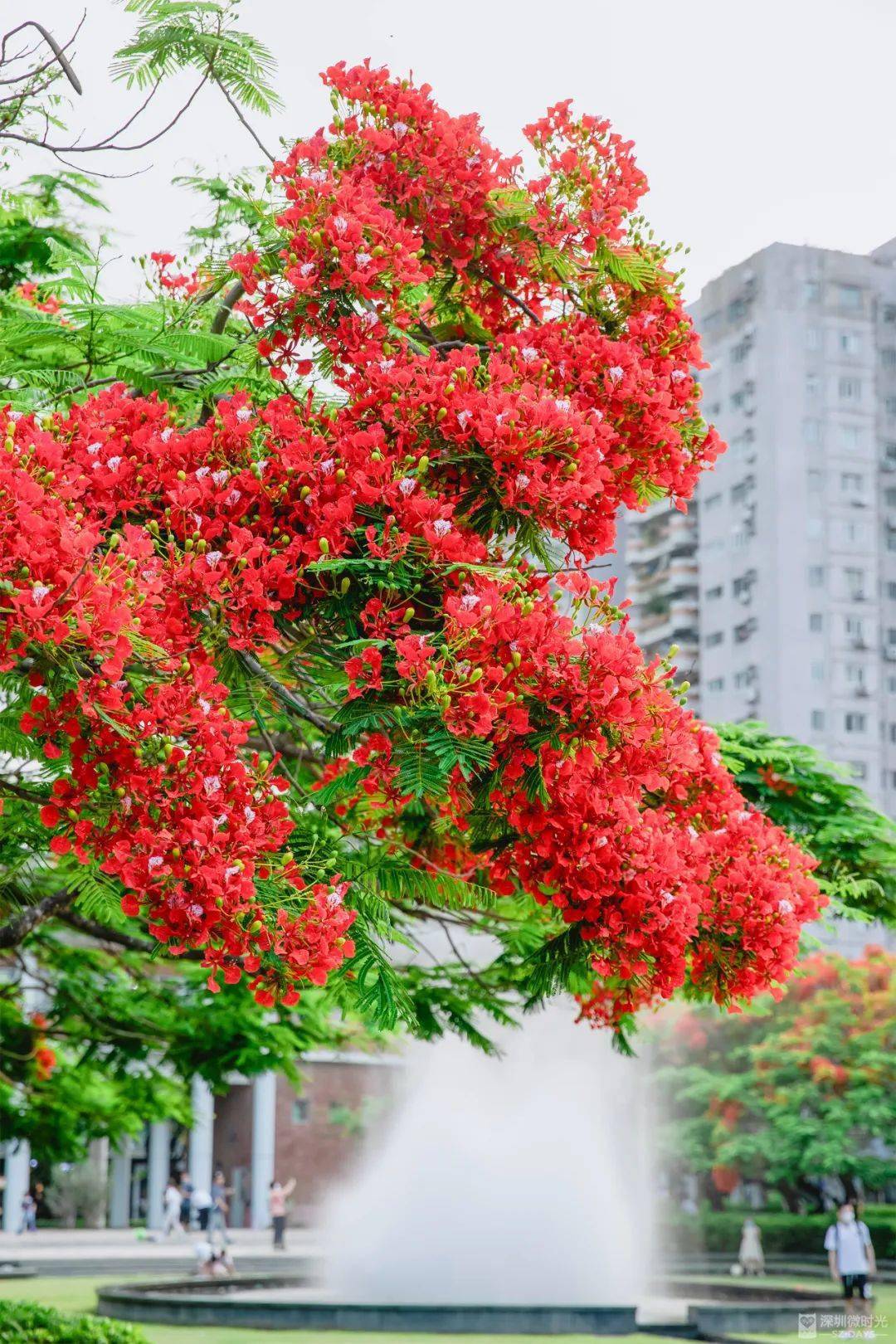 深圳「花海地图」，一年四时，每月差别！