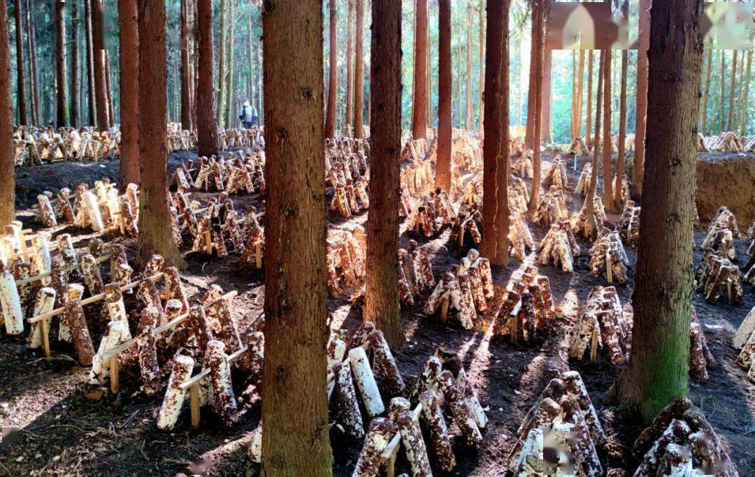 天博【聚焦】遵义着力提升林业产业发展效益(图2)