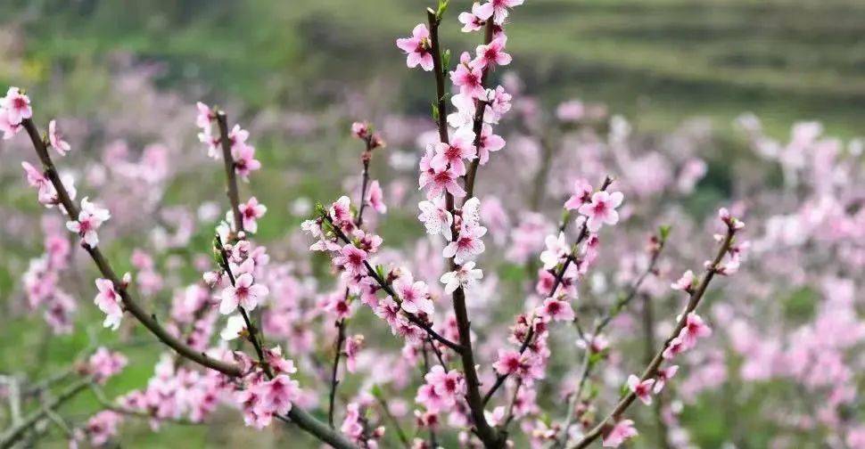 不行万亩樱花园，那座宝藏城市竟还有32个赏花地？