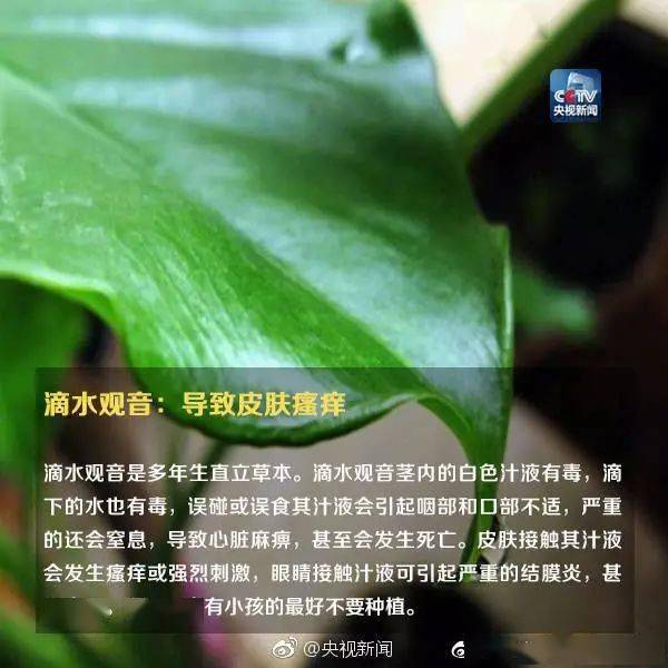 珠海人万万别吃那种“蒜苗”！分分钟皮肤过敏、吐逆头晕！